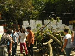 Informaron que repondrán áreas verdes ya que se consiguió importante cantidad de árboles sanos.  /