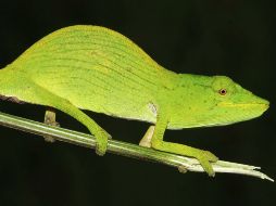 Un camaleón de Tarzán, una especie de Madagascar en peligro crítico. EFE  /