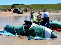 En el 2009 algunos ejemplares murieron en el sur de Autralia por causas similares. EFE  /