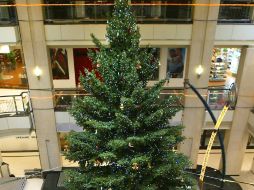 El pino se partió debido a la sequía que se ha dado en los últimos meses en Atlanta. ARCHIVO AFP  /