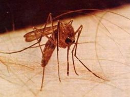 Las quejas de otros residentes hicieron que las autoridades encargaran la investigación sobre los mosquitos. ESPECIAL  /