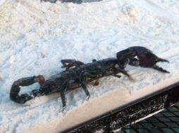 Se reconocen las fuertes pinzas, la cola y cuatro pares de patas completas en el espécimen.  /