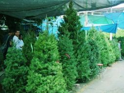 La demanda nacional de este producto estacional supone un millón 800 mil árboles.  /