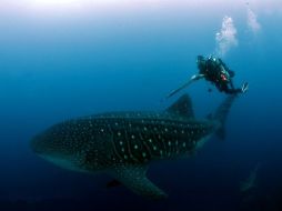 El 10 por ciento de todos los mamíferos, incluyendo ballenas, se han descrito en los últimos 15 años. ARCHIVO  /