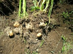 La papa representa una importante fuente de alimento para los mexicanos. ID  /