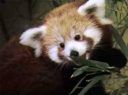 A través de Firefox Live se podrá seguir el día a día de los cachorros panda. ESPECIAL  /
