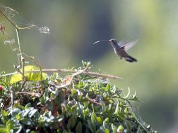 Las obras se exhibirán el 30 de noviembre en un bulevar de Quito. ARCHIVO  /