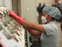 Las ventas al exterior de alimentos y bebidas, indica que se llegara a fin de año a un monto superior a los 22 mil mdd. NOTIMEX  /