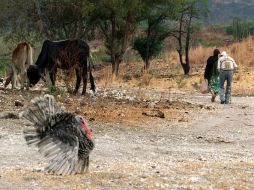 De acuerdo con la Confederación Nacional Ganadera, han muerto por la sequía casi medio millón de cabezas de ganado.  /