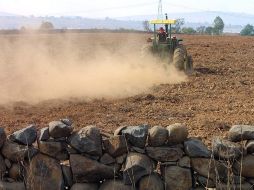 Autoridades pretenden reordenar el esquema de cultivos y buscar rentabilidad. ARCHIVO  /