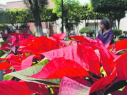 En la demanda, 30% de los consumidores prefiere flores de colores combinados, mientras 70%, el tradicional rojo.  /