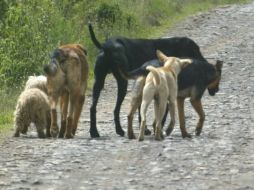 En Colombia se han registrado varios hechos contra animales. ARCHIVO  /