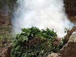 Han cerrado 139 de 222 dispensarios de mariguana con fines terapéuticos. ARCHIVO  /