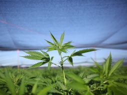 Autoridades revelan que 80% de los detenidos por su vinculación con cultivos de mariguana son mexicanos indocumentados. AP  /