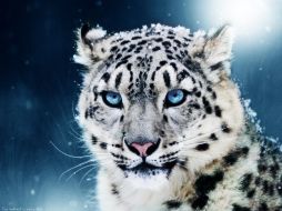 El leopardo de las nieves; una especie más, víctima de su belleza. ESPECIAL  /