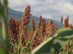 El Consejo Agropecuario de Jalisco descartó que se registren incrementos espectaculares en alimentos.  /
