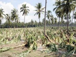 Se entregó a campesinos de la entidad lo que resta de apoyos de Procampo y Program para sobrellevar la grave situación que atraviesan.  /