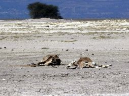 Jalisco, entre las entidades más afectadas acompañada por Zacatecas y Aguascalientes. ARCHIVO  /