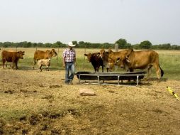 De aproximadamente 80 mil productores pecuarios que existen en el Estado, sólo diez mil están dentro del programa de apoyo. ARCHIVO  /