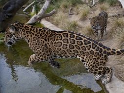 Existe la necesidad de replantear estrategias referentes al cuidado del medio ambiente. ARCHIVO  /
