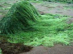 Las algas han captado el interés de los investigadores por el alto contenido de azúcar que proporcionan buena biomasa. ESPECIAL  /