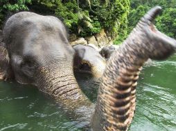 La deforestación amenaza con la extinción de el elefante de Sumatra. EFE  /