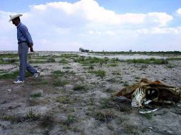 Cifras de la Confederación Nacional Campesina revelan que hay dos millones de hectáreas siniestradas. ARCHIVO  /