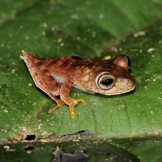 Hallan 46 nuevas especies animales y petroglifos en bosques de Surinam