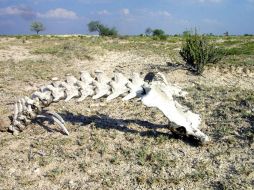 Los científicos aseguran que esta sequía forma parte de un patrón climático cíclico en el Pacífico conocido como La Niña. ARCHIVO  /