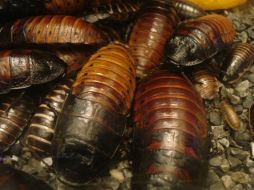 La cucaracha de Madagascar es la especie más grande de este insecto. Puede medir hasta 10 centímetros. ESPECIAL  /