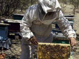 En el municipio Zapotlán la apicultura está en vías de extinción debido a que no se valora a fondo la aportación de las abejas. ARCHIVO  /