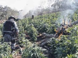 De acuerdo con la Secretaría de Seguridad, los sembradíos camuflados contaban con sistemas de riego automatizado.  /