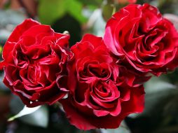 Autoridades federales advirtieron hoy que revisarán las flores que crucen la frontera de México a Estados Unidos. ARCHIVO  /