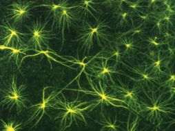 Los astrocitos son, juntos con las neuronas, las células más abundantes del cerebro. ESPECIAL  /