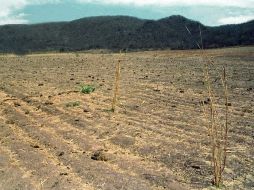 'Son 12 mil millones de pesos, de cosas que se dejaron de producir ', comentó el titular de la Sagarpa. ARCHIVO  /