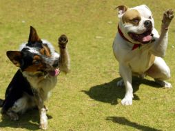 Gabriel Navarro se insipiró en dar confort y cariño a los perros. ARCHIVO  /
