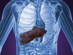 “La HGF por sí misma no es un antioxidante pero induce a las proteínas antioxidantes naturales”.  /