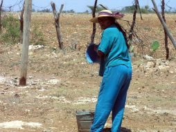 La Sagarpa cuenta con bolsa de subsidios que suponen abatir entre 30 y 50 por ciento del costo de proyectos. ARCHIVO  /