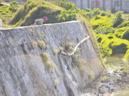 Aspecto de la zona de descarga del Rastro Municipal de Zapopan.  /