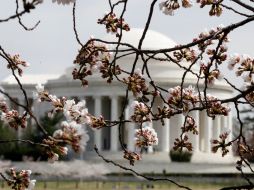 Las flores de cerezo ya enmarcan el Jefferson Memorial, pero su máximo esplendor llegará entre el 24 y 31 de marzo. AP  /