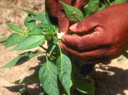 Ayudan a prevenir el peso corporal, los niveles de glucosa y el colesterol.  /