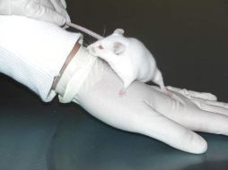 El experimento se realizó con ratas de laboratorio. EFE  /