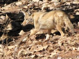 Entre los trece ejemplares se encuentran dos venados, dos lechuzas, un tecolote, un zorrillo, un coyote, entre otros.  /