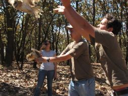 El Zoológico de Guadalajara también se sumó al proyecto y donó 10 venados cola blanca, así como dos mapaches. ESPECIAL  /