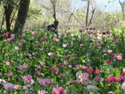 En el predio denominado 'La Chirimoya' se incautó el estupefaciente. ESPECIAL  /