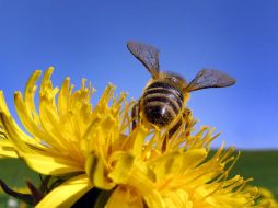 El 25 por ciento de las abejas que buscan alimentos se dedica a encontrar nuevas fuentes, son las exploradoras del alimento.  /