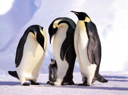 Casi la mitad de la población de todas las especies de aves marinas están experimentando un declive en cuanto a su número. ESPECIAL  /