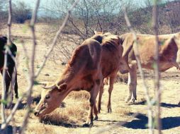 Las entidades más afectadas son Chihuahua, Coahuila, San Luis Potosí, Zacatecas y Durango. ARCHIVO  /