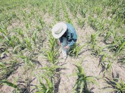 Un campesino revisa la milpa. Para 2030 habrá una reducción de 15% en los campos de cultivo. EL UNIVERSAL  /