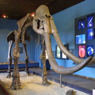 Científicos rusos quieren clonar un mamut congelado hace 10 mil años